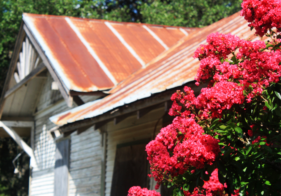 Blooms at the old homestead at the VanPelt Ranch in Con Can Texas 