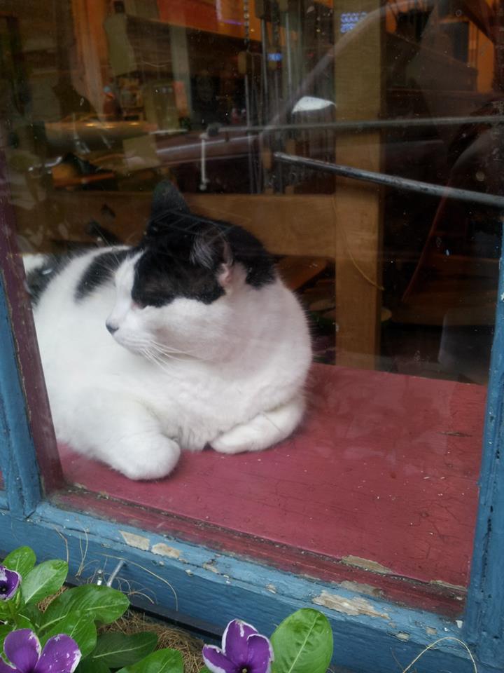 So many shops had a cat in the window. This one was watching over a weaving shop