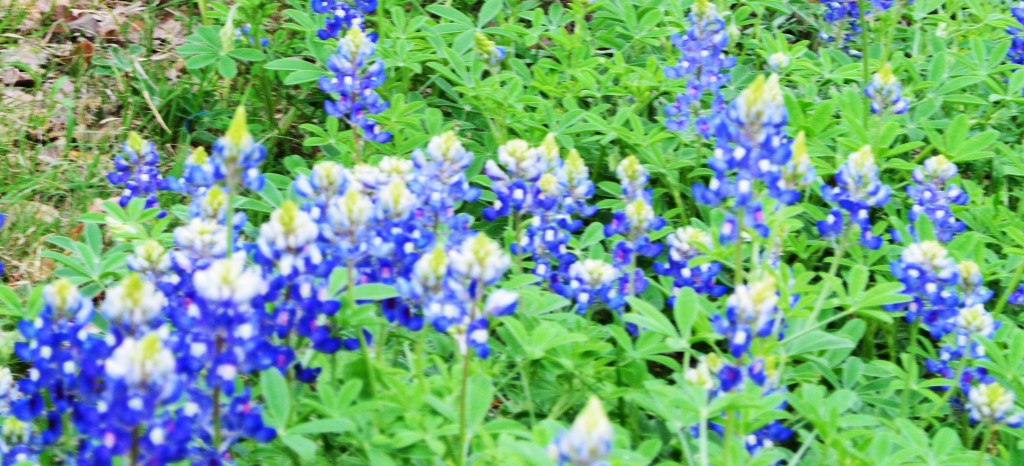 Bluebonnets in Boerne