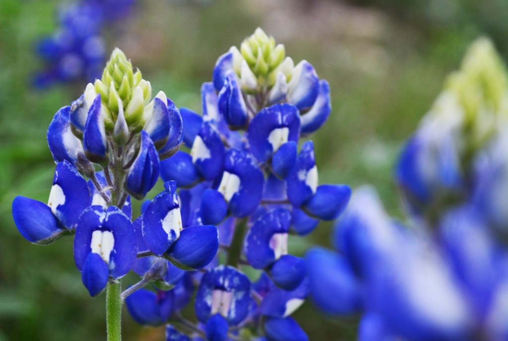 The Bluebonnet is the most famous of the all the Texas wildflowers