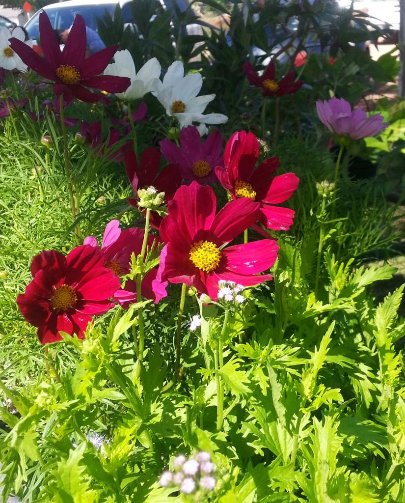 Local grown flowers you can take home and plant in your own flowerbeds.