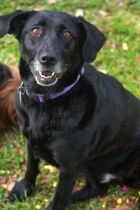 At times dogs can make for the best family members