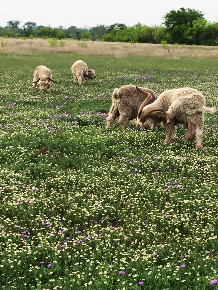 Texas Bluebonnets in front of the ranch next to our house. Photo by Shawn Streib Gray