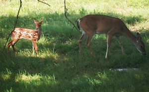 Spring time and the babies arrive in my back yard.