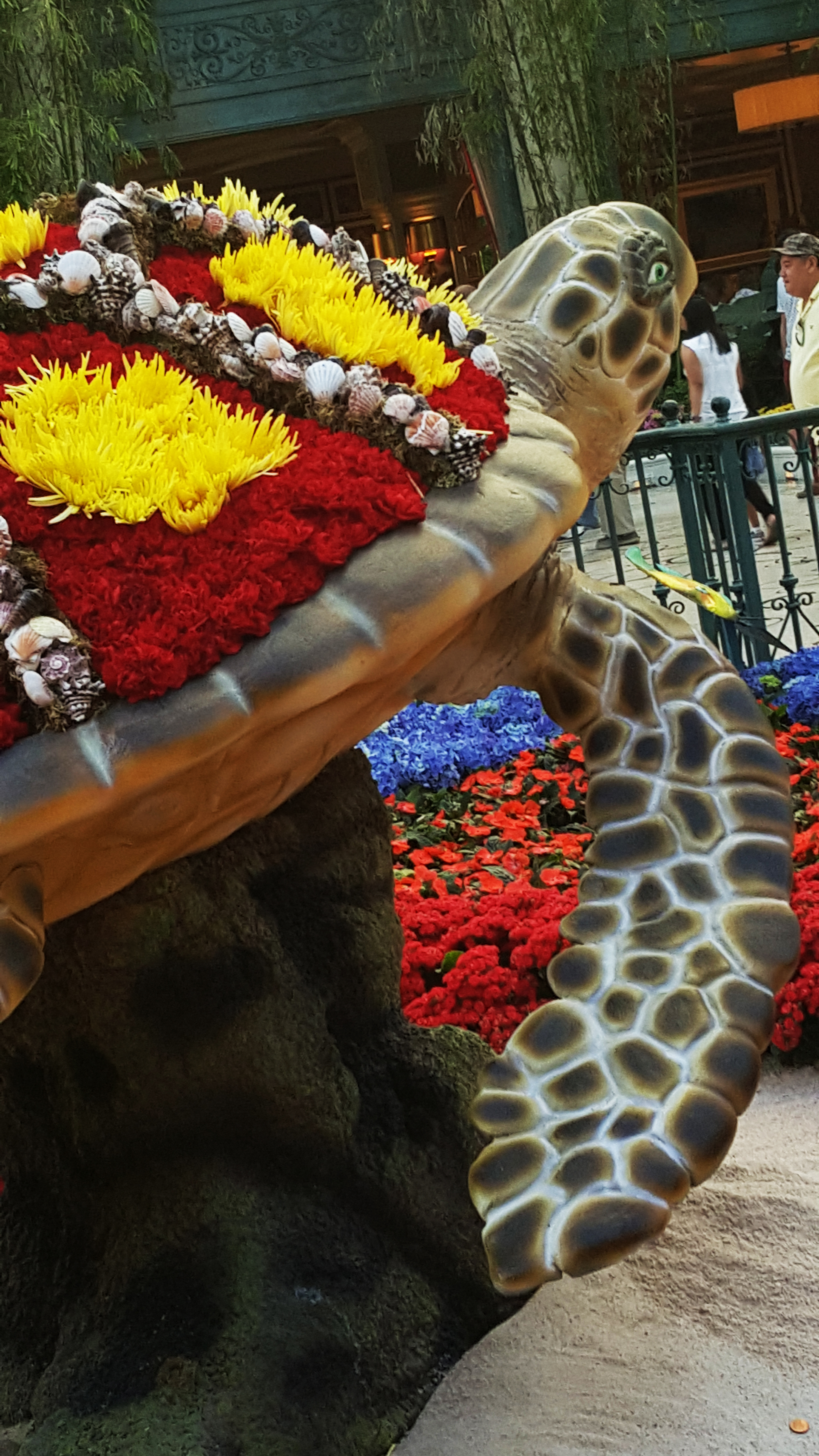 At the Bellagio in Las Vegas in the Conservatory & Botanical Gardens Sea Turtles  Jolene 
