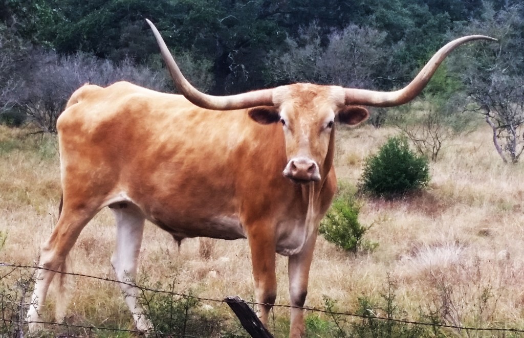 Longhorn on a  Texas Hill Country Ranch Country 