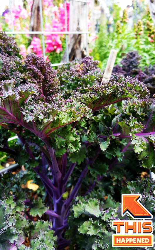 Kale is what's happening in healthy foods