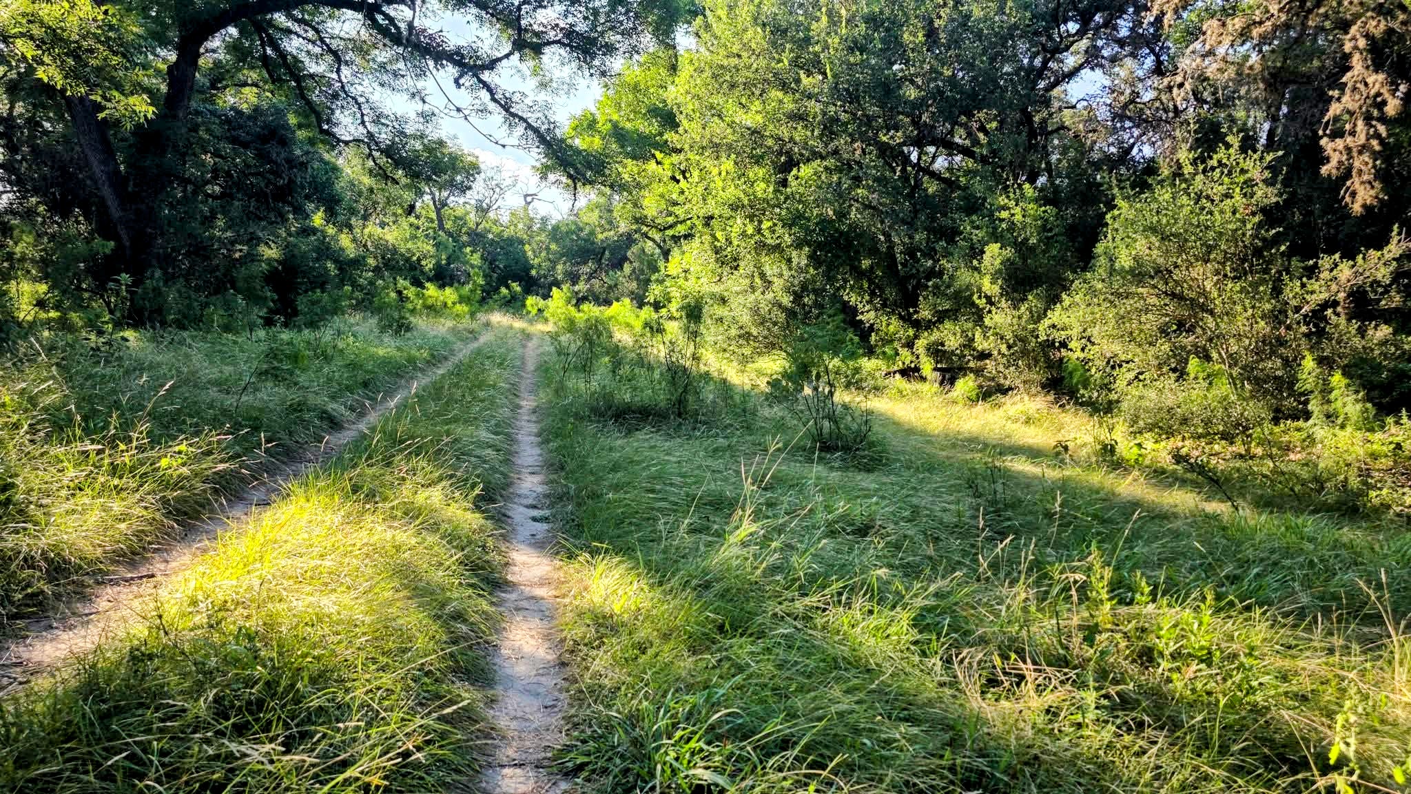 Dirt road on a ranch. Sun light coming through the canopy of trees