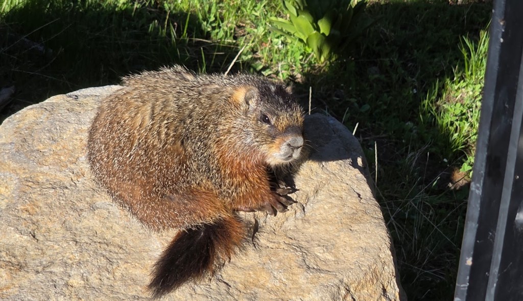 Animal Friend at the falls